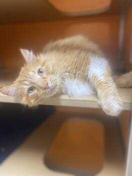 Domestic Long Hair Cats Available for Adoption - Oliver | PetCurious