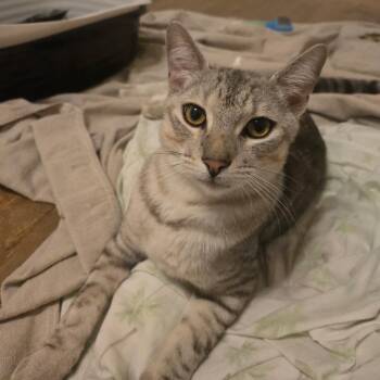 Sascha -  Domestic Short Hair Cat for Adoption in Brea, California - Sascha | PetCurious