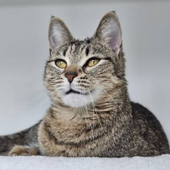 Foxy -  Domestic Short Hair Cat for Adoption in Warwick, Rhode Island - Foxy | PetCurious