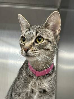 Rescue Domestic Short Hair Cats for Adoption - PASTEL | PetCurious