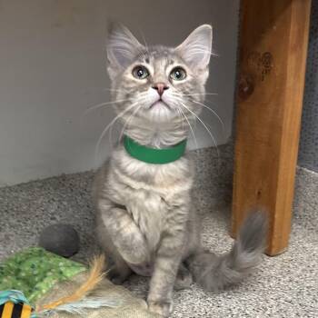 Sunday -  Domestic Short Hair Cat for Adoption in Naperville, Illinois - Sunday | PetCurious