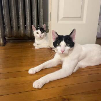 Hollander -  Domestic Short Hair Cat for Adoption in Chicago, Illinois - Hollander | PetCurious