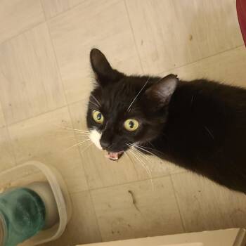 Jose - Winterville -  Domestic Short Hair and Tuxedo Cat for Adoption in Greensboro, Georgia - Jose - Winterville | PetCurious
