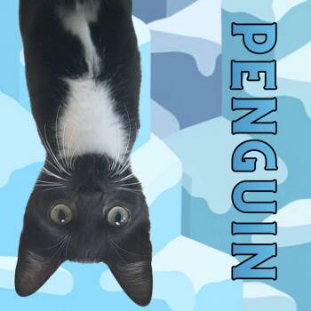 Penguin -  Domestic Short Hair Cat for Adoption in Aransas Pass, Texas - Penguin | PetCurious