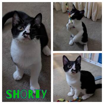 Domestic Short Hair Cats Available for Adoption - Shorty | PetCurious