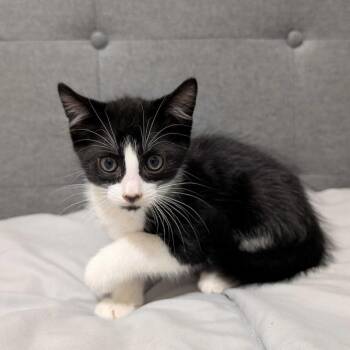 Henry -  Domestic Short Hair Cat for Adoption in Valdosta, Georgia - Henry | PetCurious