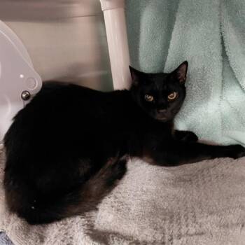 Domestic Short Hair Cats Available for Adoption - ZION | PetCurious