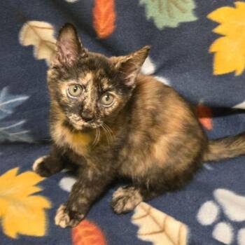 Domestic Short Hair Cats Available for Adoption in Brownsboro, Alabama - Oxalis | PetCurious