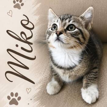Miko -  Domestic Short Hair Cat for Adoption in Pleasanton, California - Miko | PetCurious