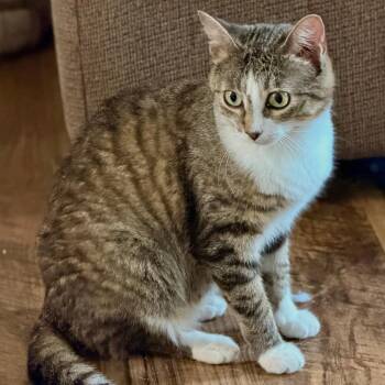 Shadow -  Domestic Short Hair Cat for Adoption in Medina, Ohio - Shadow | PetCurious