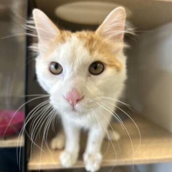Bridgers -  Domestic Medium Hair Cat for Adoption in Park City, Utah - Bridgers | PetCurious