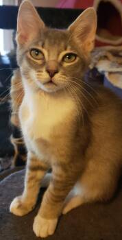 Rescue Domestic Short Hair Cats for Adoption in Silverton, Oregon - Oscar Meyer | PetCurious