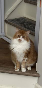 Rescue Domestic Long Hair Cats for Adoption in Kannapolis, North Carolina - Waffles | PetCurious