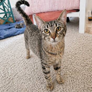 Domestic Short Hair Cats Available for Adoption in Austin, Texas - Sassy | PetCurious