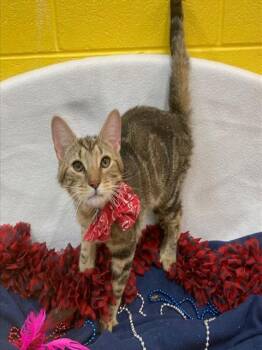 ONCÉ -  Domestic Short Hair Cat for Adoption - ONCÉ | PetCurious