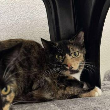 Domestic Short Hair Cats Available for Adoption - Trinity | PetCurious