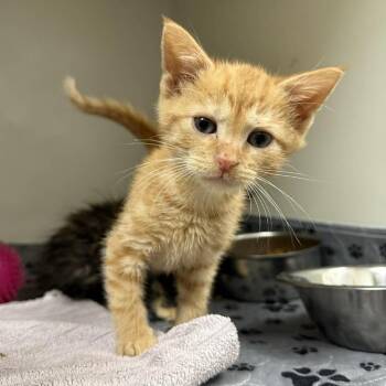 Paco -  Domestic Short Hair Cat for Adoption in Jacksboro, Tennessee - Paco | PetCurious
