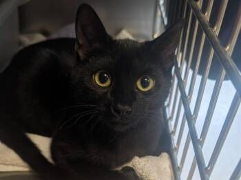 DUMPLING -  Domestic Short Hair Cat for Adoption in Palo Alto, California - DUMPLING | PetCurious