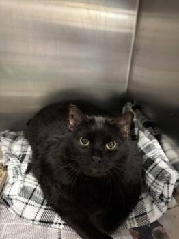 Nitara -  Domestic Short Hair Cat for Adoption in Lowell, Massachusetts - Nitara | PetCurious