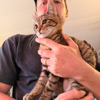 Domestic Short Hair Cats Available for Adoption in Coos Bay, Oregon - Arie | PetCurious