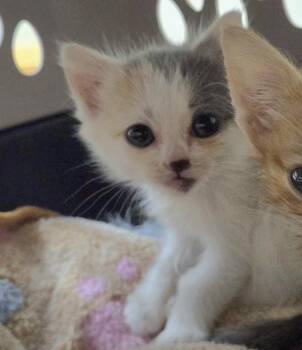 Neopolotin -  Domestic Short Hair Cat for Adoption in Kennewick, Washington - Neopolotin | PetCurious