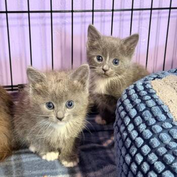 Luna -  Domestic Long Hair Cat for Adoption in Redwood Valley, California - Luna | PetCurious
