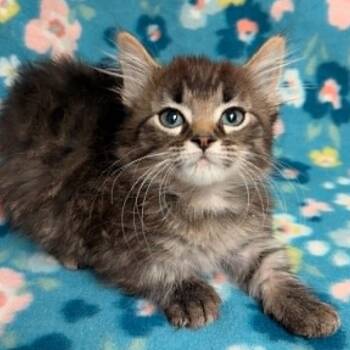 Faye Roray -  Domestic Short Hair Cat Available for Adoption in Waterloo, Iowa - Faye Roray | PetCurious