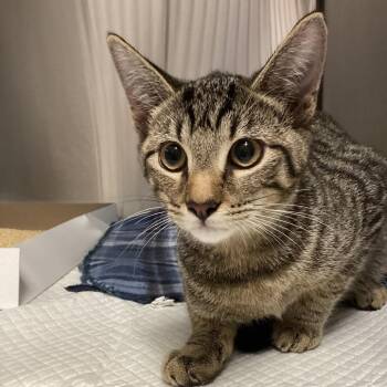 Cameron -  Domestic Short Hair Cat for Adoption in Tampa, Florida - Cameron | PetCurious