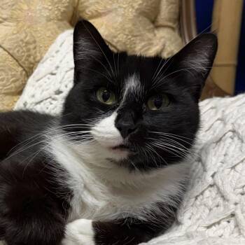 Mary-Kate -  Domestic Medium Hair Cat for Adoption in Syracuse, New York - Mary-Kate | PetCurious