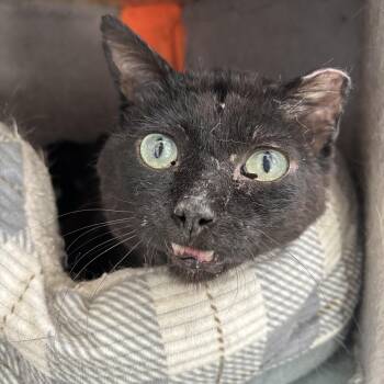 Domestic Short Hair Cats Available for Adoption in Richland Center, Wisconsin - Douglas | PetCurious