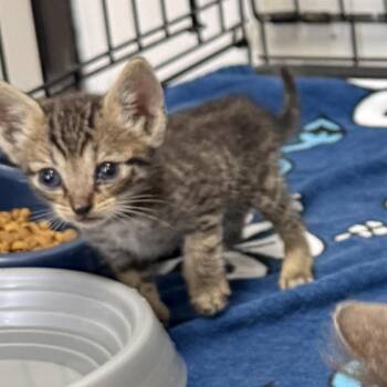 Comet -  Domestic Short Hair Cat for Adoption in Houston, Texas - Comet | PetCurious