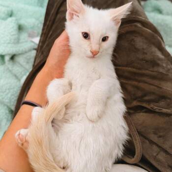 Egg Nog Jessup -  Domestic Short Hair Cat for Adoption in Eagle Mountain, Utah - Egg Nog Jessup | PetCurious