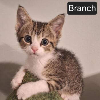 Branch -  Domestic Short Hair Cat for Adoption in Snow Hill, North Carolina - Branch | PetCurious