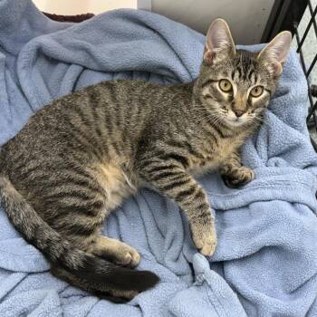 Bleu -  Domestic Short Hair Cat for Adoption in Houston, Texas - Bleu | PetCurious