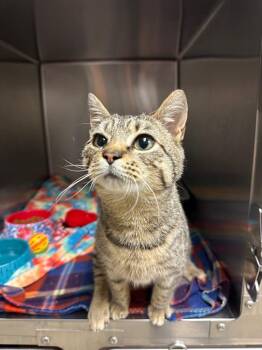 Domestic Short Hair Cats Available for Adoption in Johnson City, Tennessee - Augie/ Special Ed (Hillrise) | PetCurious