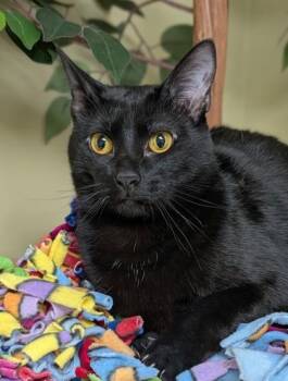 Maple -  Domestic Short Hair Cat for Adoption in Hastings, Nebraska - Maple | PetCurious
