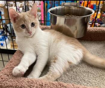 Wilburette -  Domestic Medium Hair Cat for Adoption in Somerset, Kentucky - Wilburette | PetCurious