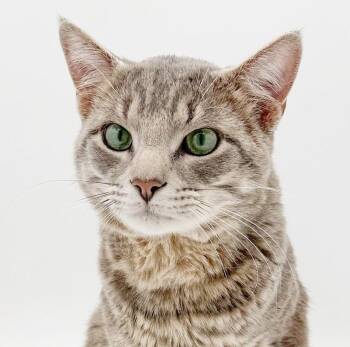 Tabby and Silver Cats Available for Adoption in Bedford Hills, New York - Dorian Gray!  This Silver Explorer Is Seeking Your Love And Cudd | PetCurious
