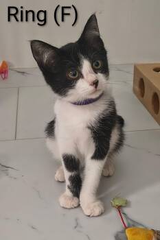 Ring -  Domestic Short Hair and Tuxedo Cat for Adoption in Saugerties, New York - Ring | PetCurious