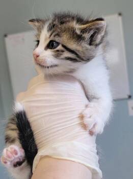 Domestic Short Hair Cats Available for Adoption in West Chester, Pennsylvania - Vortex | PetCurious