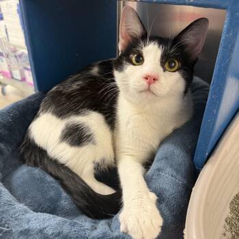 Trouble W -  Tuxedo and Domestic Short Hair Cat for Adoption in Fresno, California - Trouble W | PetCurious