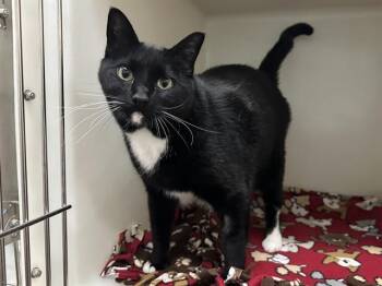 ALBERT -  Domestic Medium Hair Cat for Adoption in Mckinleyville, California - ALBERT | PetCurious