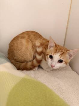 GIZMO -  Domestic Short Hair Cat for Adoption in Hayward, California - GIZMO | PetCurious