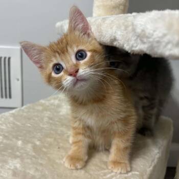 Finnegan -  Domestic Short Hair Cat for Adoption in Potomac, Maryland - Finnegan | PetCurious