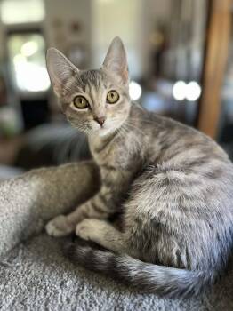 Wren -  Tabby Cat for Adoption in Gulfport, Mississippi - Wren | PetCurious