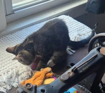 Rescue Domestic Short Hair Cats for Adoption in Philadelphia, Pennsylvania - Rebel | PetCurious