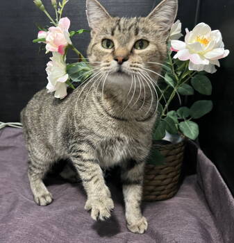 Rescue Tabby and Domestic Short Hair Cats for Adoption in Fayetteville, Georgia - Mami | PetCurious