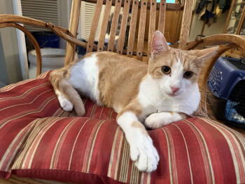 Rescue Tabby Cats for Adoption in Capshaw, Alabama - BEIGNET | PetCurious