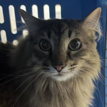 Domestic Long Hair Cats Available for Adoption in Des Moines, Iowa - Juni | PetCurious