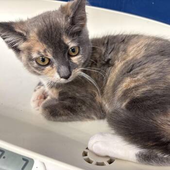 Bailey -  Domestic Medium Hair Cat for Adoption in Summerlee, West Virginia - Bailey | PetCurious